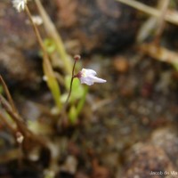 Utricularia hirta Klein ex Link